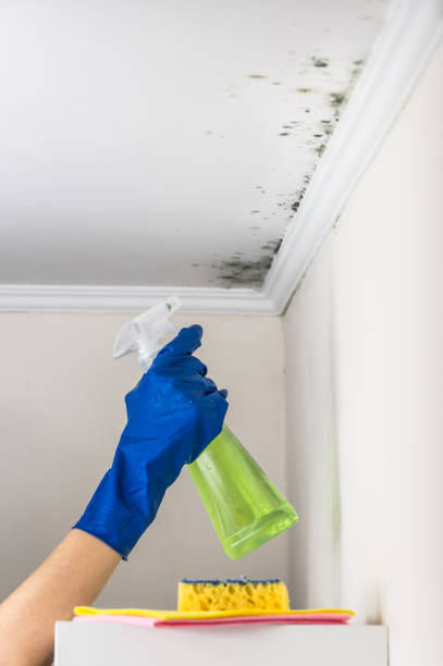 Mold Removal and Inspection in Cornwall On Hudson, NY